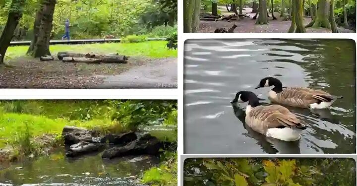 Autumn Walks: Exploring Grovelands Park and Church Hill in Winchmore Hill