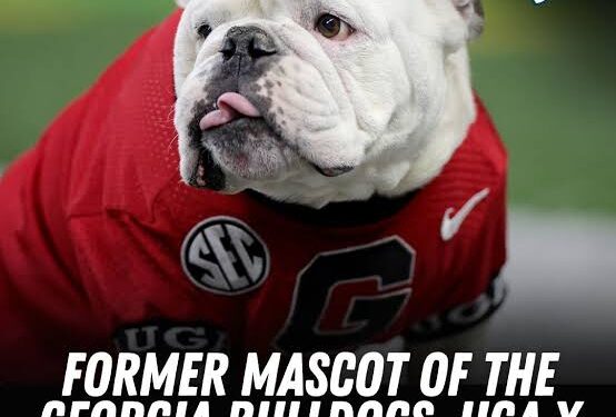 Breaking:Georgia football announces death of Uga X, winningest mascot in school history: ‘A Damn….