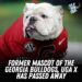 Breaking:Georgia football announces death of Uga X, winningest mascot in school history: ‘A Damn….